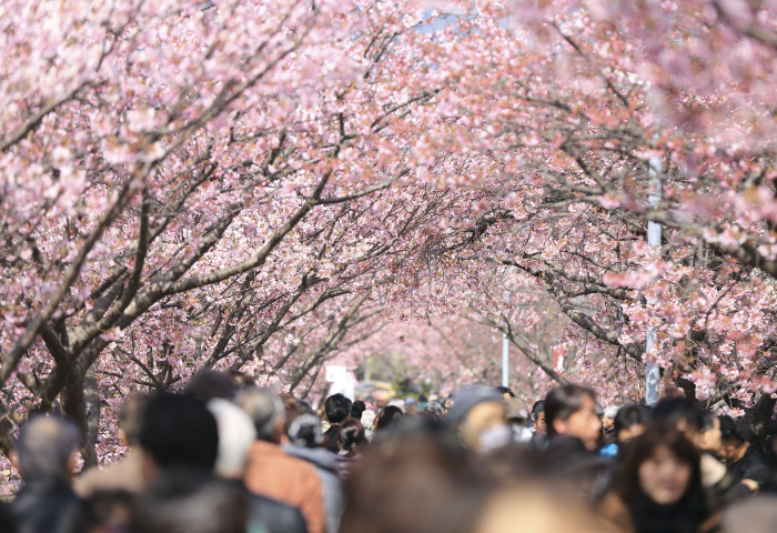 fise hiroshima lifestyle 